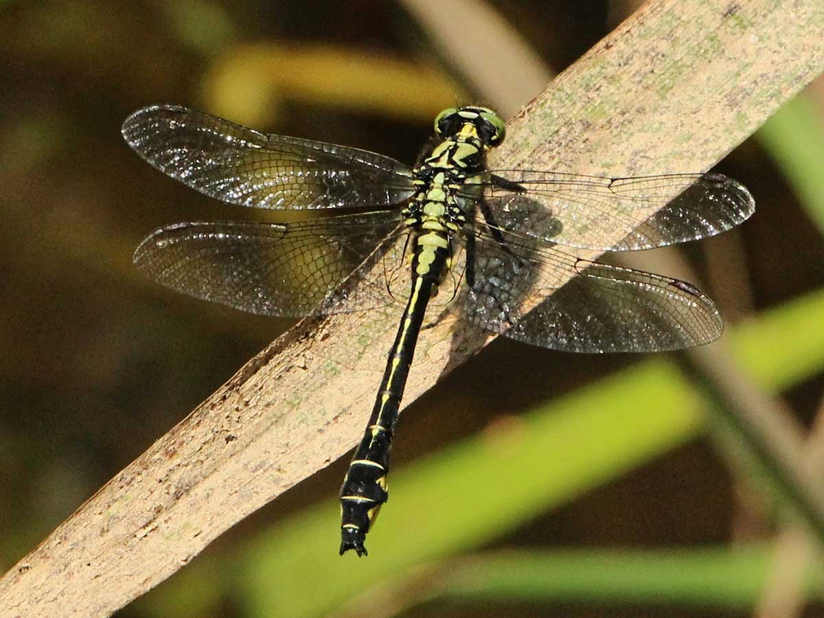 Gomphus_vulgatissimus